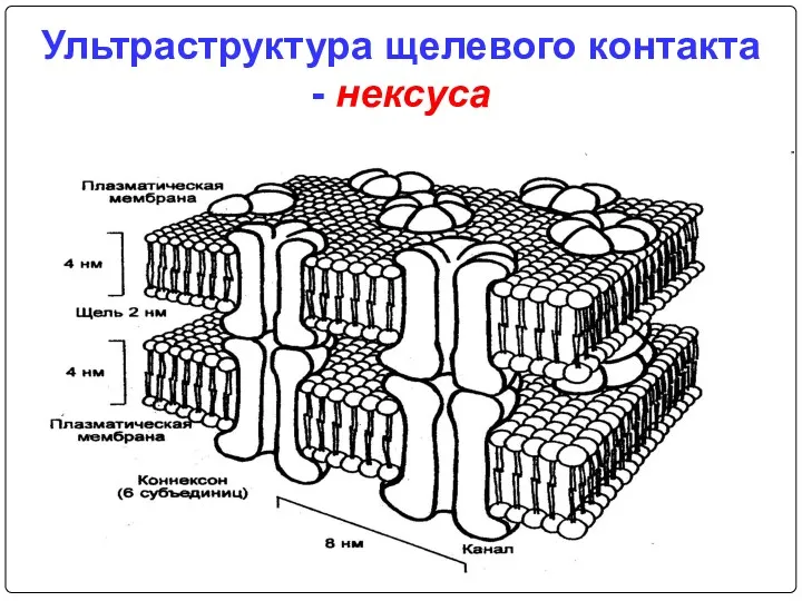 Ультраструктура щелевого контакта - нексуса „