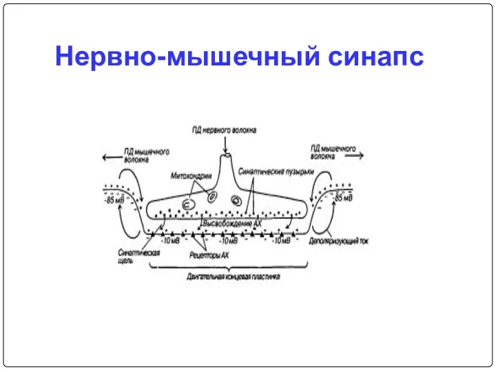 Нервно-мышечный синапс