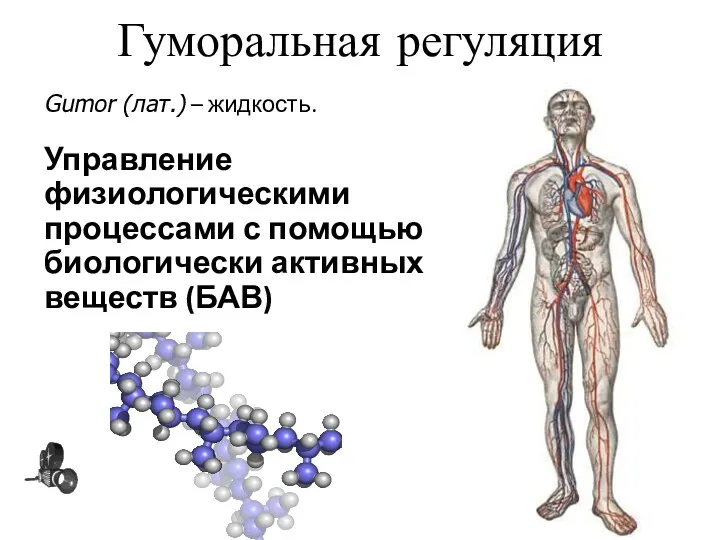 Гуморальная регуляция Gumor (лат.) – жидкость. Управление физиологическими процессами с помощью биологически активных веществ (БАВ)