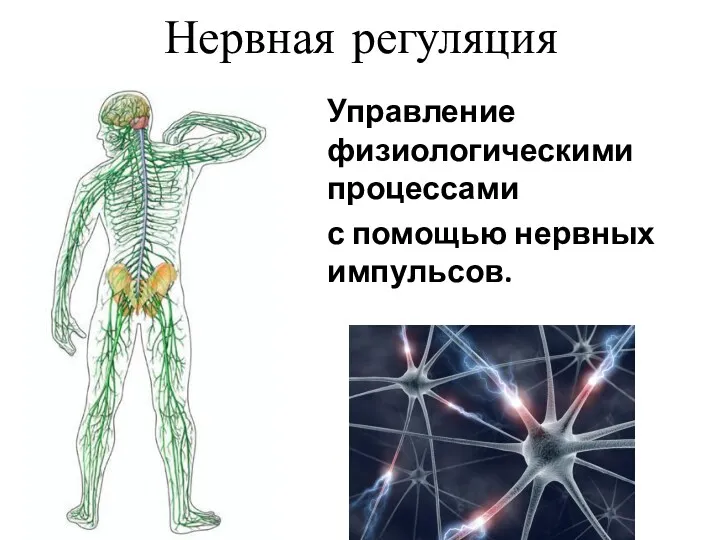 Нервная регуляция Управление физиологическими процессами с помощью нервных импульсов.