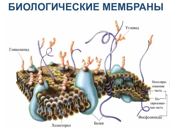 БИОЛОГИЧЕСКИЕ МЕМБРАНЫ