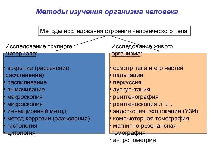 Методы изучения организма человека Методы исследования строения человеческого тела Исследование трупного материала: вскрытие