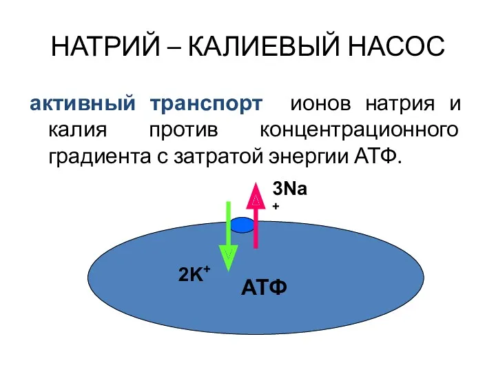 НАТРИЙ – КАЛИЕВЫЙ НАСОС активный транспорт ионов натрия и калия против концентрационного градиента