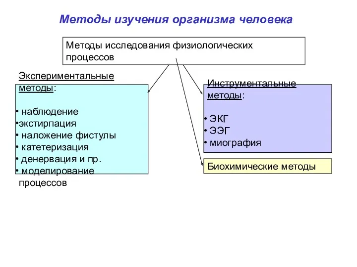 Методы изучения организма человека Экспериментальные методы: наблюдение экстирпация наложение фистулы катетеризация денервация и