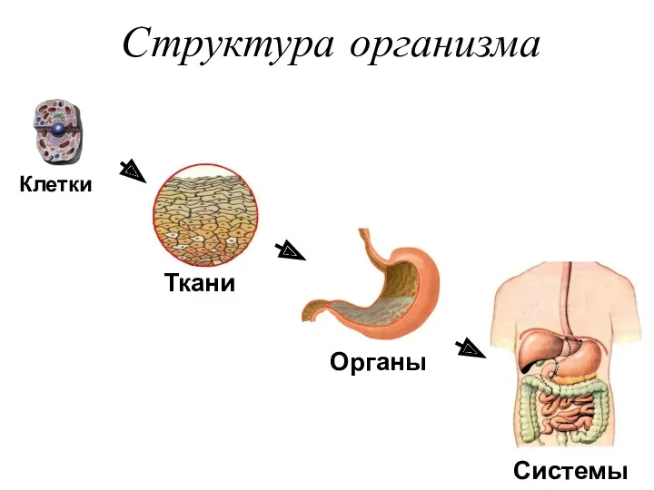 Структура организма Клетки Системы