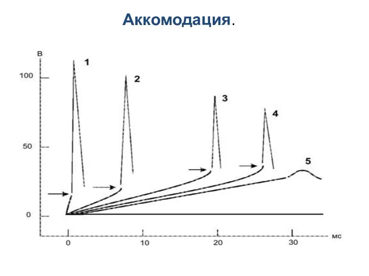 Аккомодация.