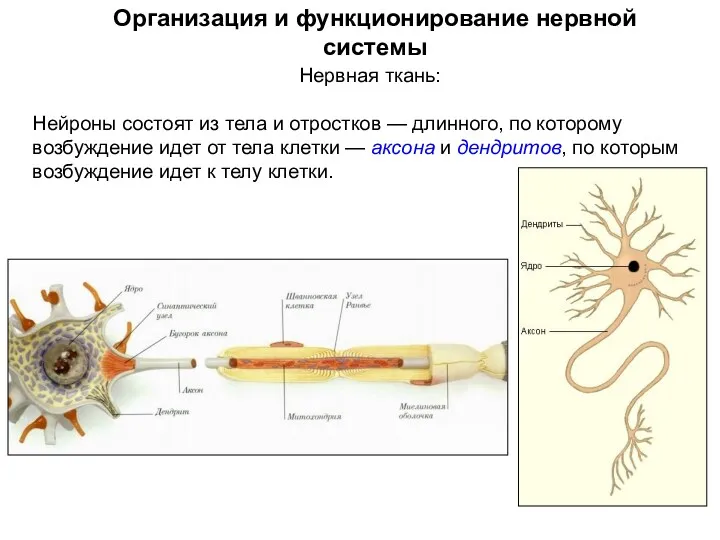 Организация и функционирование нервной системы Нервная ткань: Нейроны состоят из тела и отростков