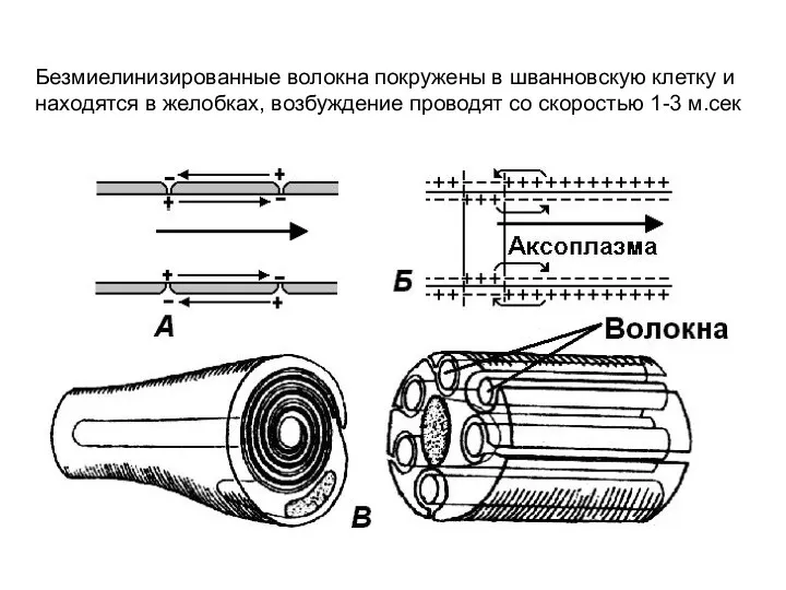 Безмиелинизированные волокна покружены в шванновскую клетку и находятся в желобках, возбуждение проводят со скоростью 1-3 м.сек