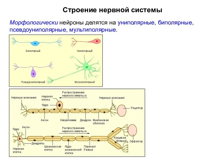 Строение нервной системы Морфологически нейроны делятся на униполярные, биполярные, псевдоуниполярные, мультиполярные.