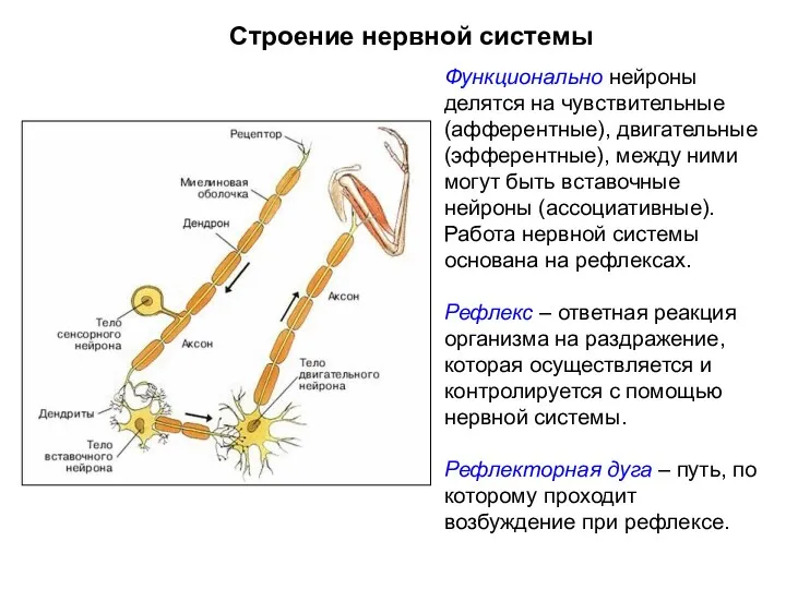 Строение нервной системы Функционально нейроны делятся на чувствительные (афферентные), двигательные (эфферентные), между ними