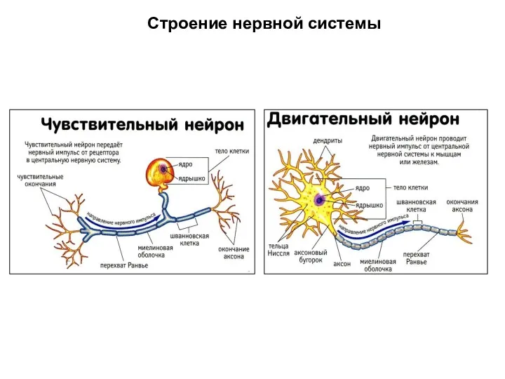 Строение нервной системы