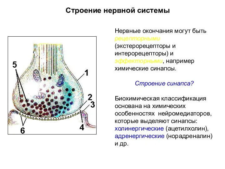 Строение нервной системы Нервные окончания могут быть рецепторными (экстерорецепторы и интерорецепторы) и эффекторными,