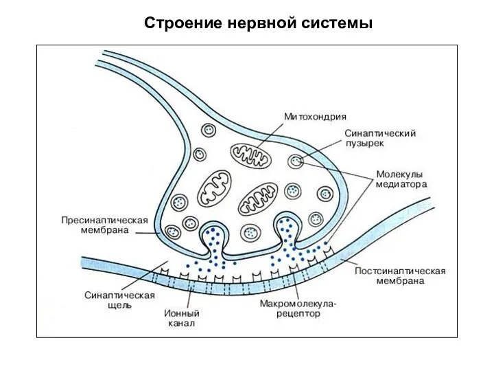 Строение нервной системы