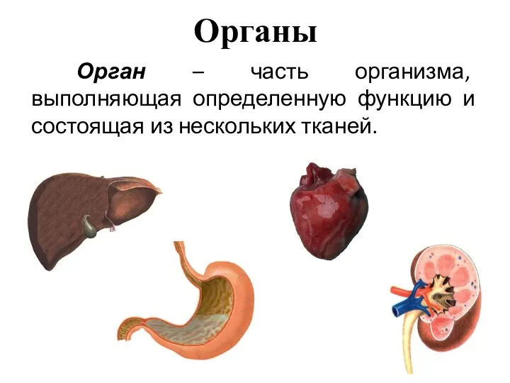 Органы Орган – часть организма, выполняющая определенную функцию и состоящая из нескольких тканей.