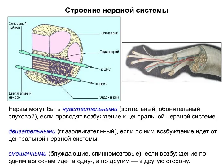 Строение нервной системы Нервы могут быть чувствительными (зрительный, обонятельный, слуховой), если проводят возбуждение