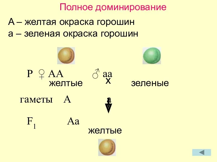 Полное доминирование A – желтая окраска горошин a – зеленая окраска горошин P