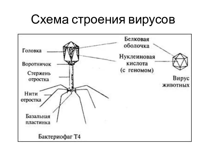 Схема строения вирусов mirsobak2.clan.su