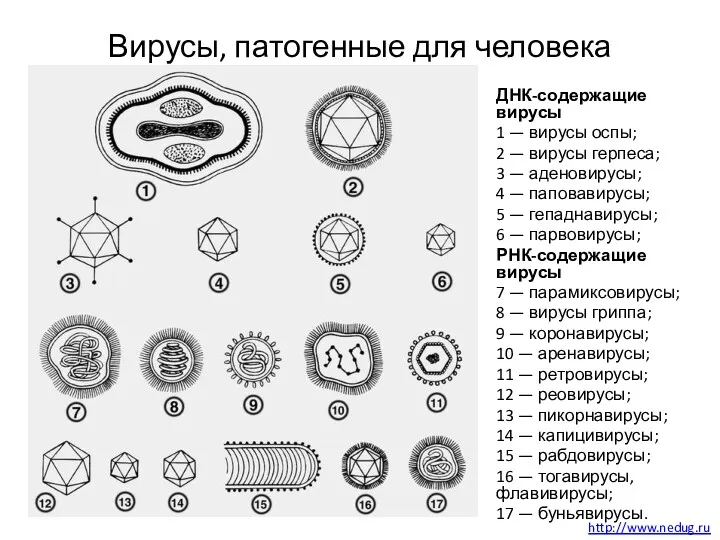 Вирусы, патогенные для человека ДНК-содержащие вирусы 1 — вирусы оспы;