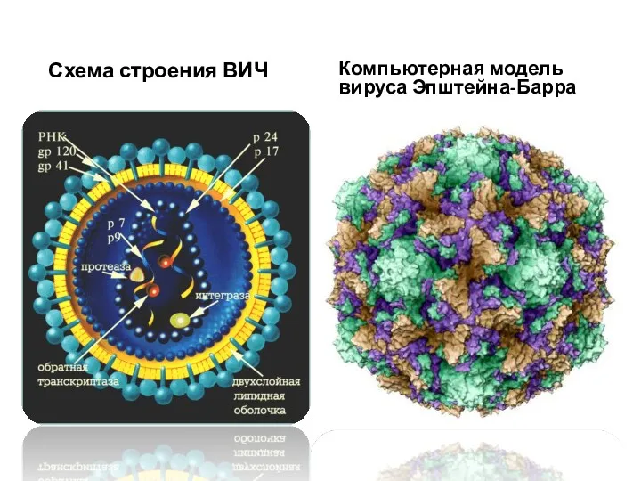 Схема строения ВИЧ Компьютерная модель вируса Эпштейна-Барра