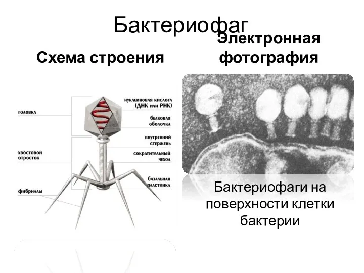 Бактериофаг Схема строения Электронная фотография Бактериофаги на поверхности клетки бактерии