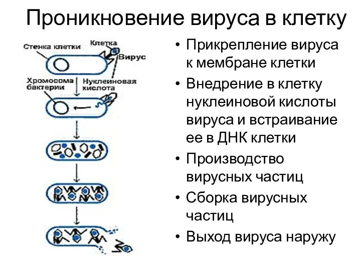 Проникновение вируса в клетку Прикрепление вируса к мембране клетки Внедрение