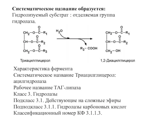 Систематическое название образуется: Гидролизуемый субстрат : отделяемая группа гидролаза. Характеристика