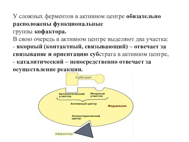 У сложных ферментов в активном центре обязательно расположены функциональные группы