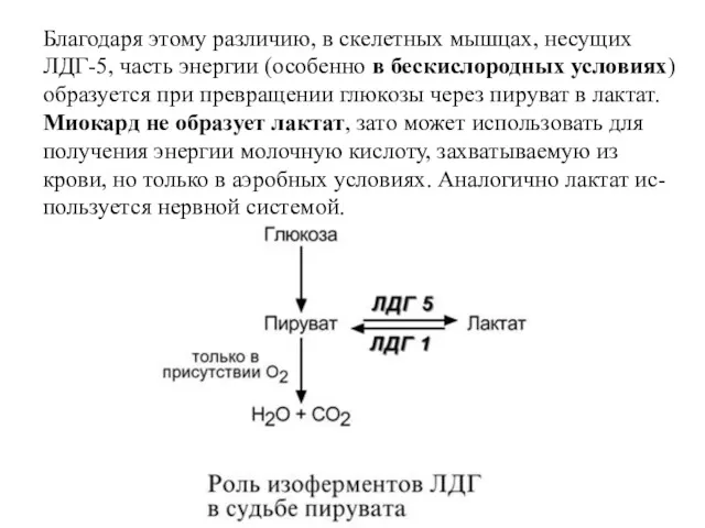 Благодаря этому различию, в скелетных мышцах, несущих ЛДГ-5, часть энергии