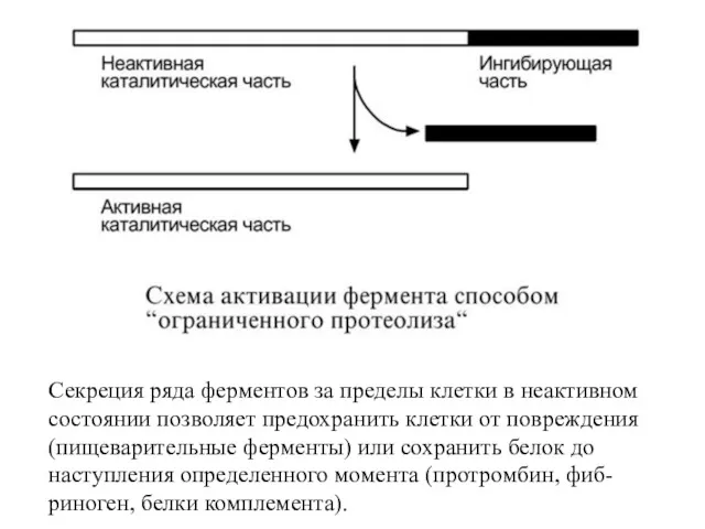 Секреция ряда ферментов за пределы клетки в неактивном состоянии позволяет