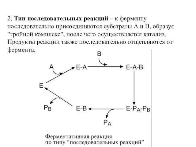 2. Тип последовательных реакций – к ферменту последовательно присоединяются субстраты