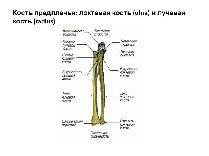 Кость предплечья: локтевая кость (ulna) и лучевая кость (radius)