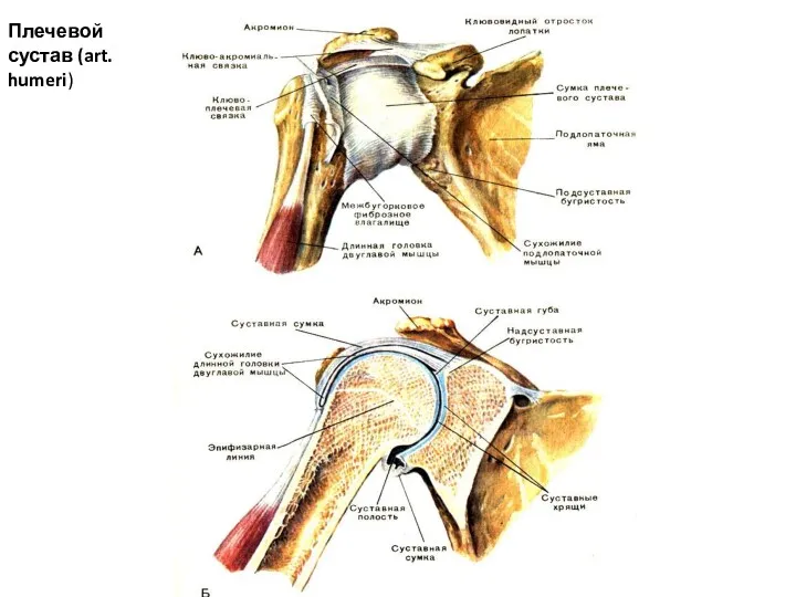 Плечевой сустав (art. humeri)