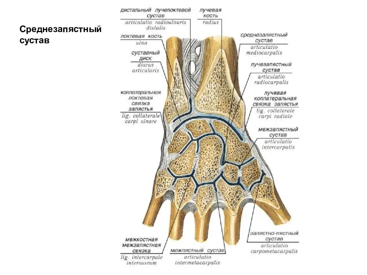 Среднезапястный сустав