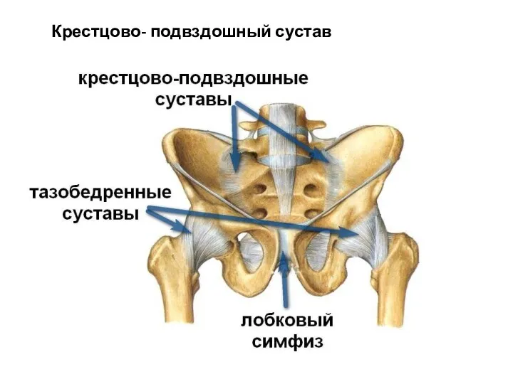 Крестцово- подвздошный сустав