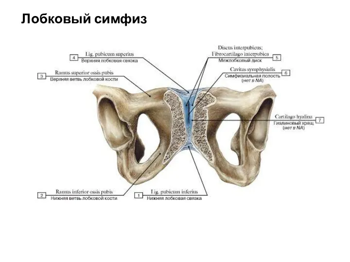 Лобковый симфиз