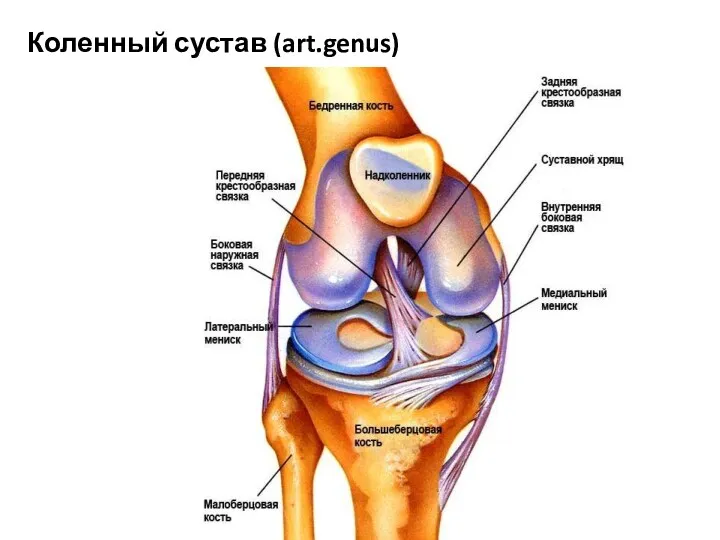 Коленный сустав (art.genus)