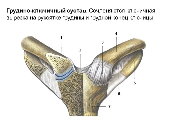 Грудино-ключичный сустав. Сочленяются ключичная вырезка на рукоятке грудины и грудной конец ключицы