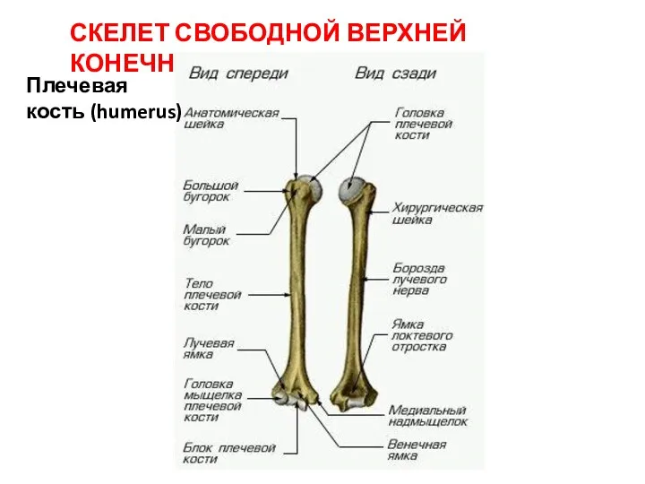 СКЕЛЕТ СВОБОДНОЙ ВЕРХНЕЙ КОНЕЧНОСТИ Плечевая кость (humerus)