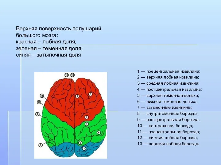 Верхняя поверхность полушарий большого мозга: красная – лобная доля; зеленая – теменная доля;