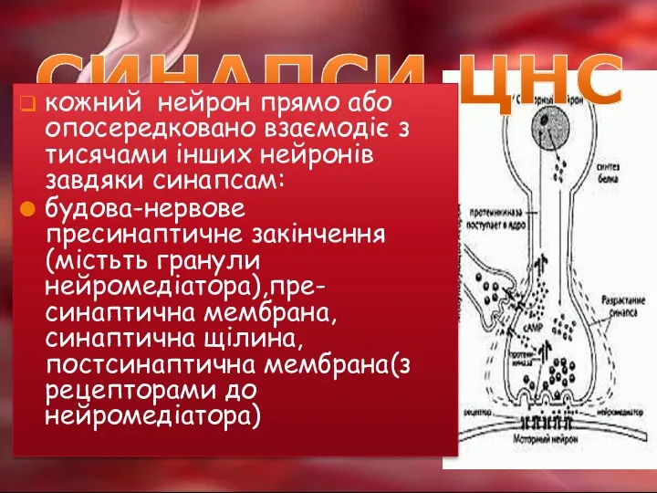 СИНАПСИ ЦНС кожний нейрон прямо або опосередковано взаємодіє з тисячами