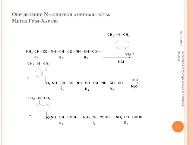 Определение N-концевой аминокислоты. Метод Грэя-Хартли 25.02.2013 Первичная структура белков и пептидов. Лекция