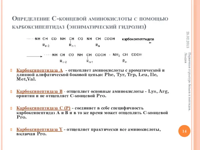 Определение С-концевой аминокислоты с помощью карбоксипептидаз (энзиматический гидролиз) Карбоксипептидаза А