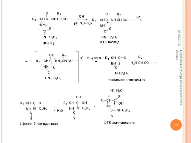 25.02.2013 Первичная структура белков и пептидов. Лекция