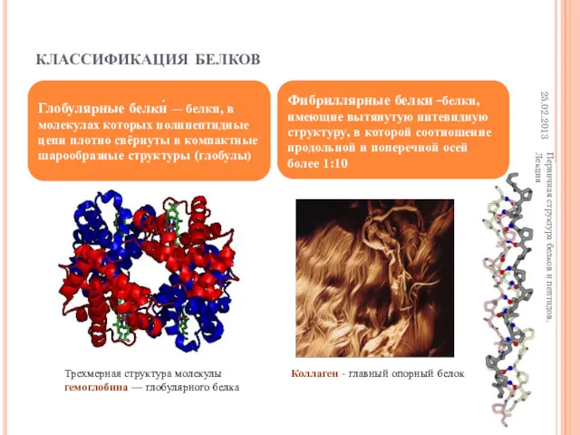 классификация белков 25.02.2013 Первичная структура белков и пептидов. Лекция Глобулярные