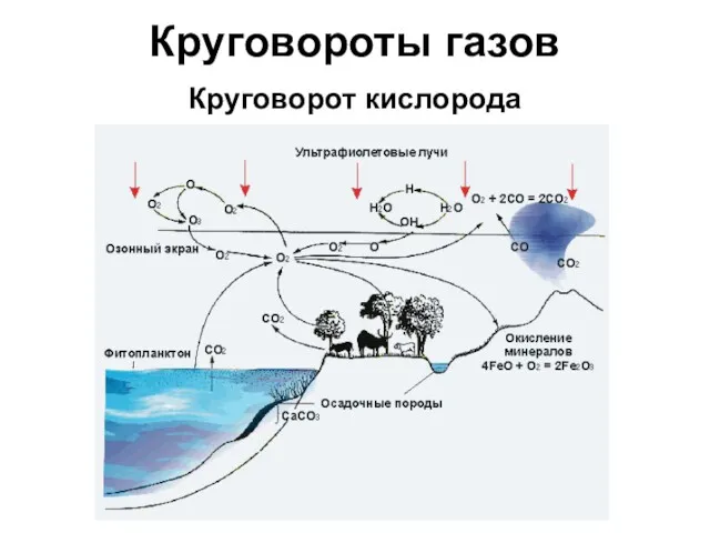 Круговороты газов Круговорот кислорода