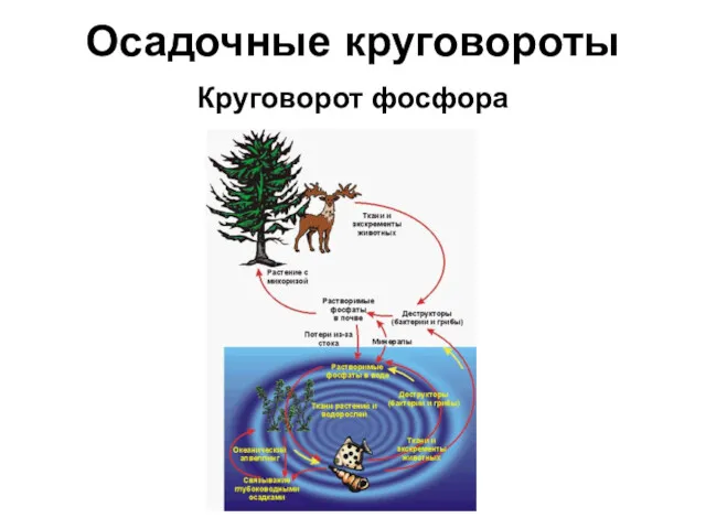 Осадочные круговороты Круговорот фосфора