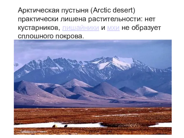 Арктическая пустыня (Arctic desert) практически лишена растительности: нет кустарников, лишайники и мхи не образует сплошного покрова.