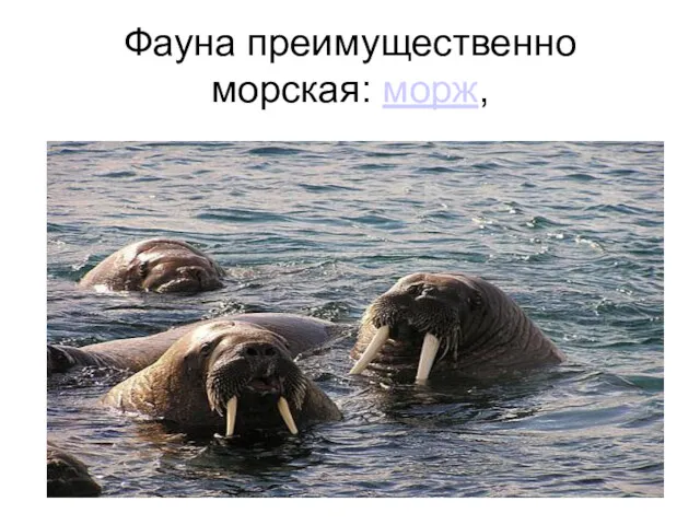 Фауна преимущественно морская: морж,