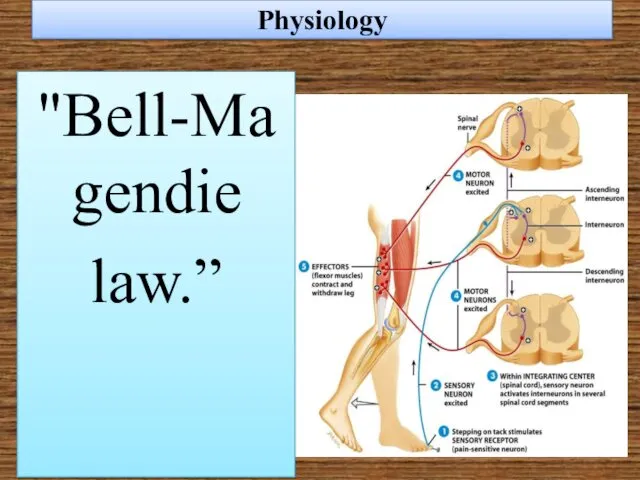 Physiology "Bell-Magendie law.”
