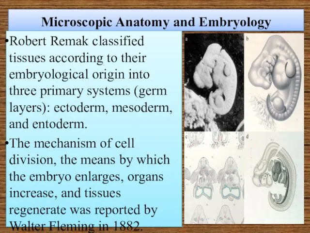 Microscopic Anatomy and Embryology Robert Remak classified tissues according to their embryological origin